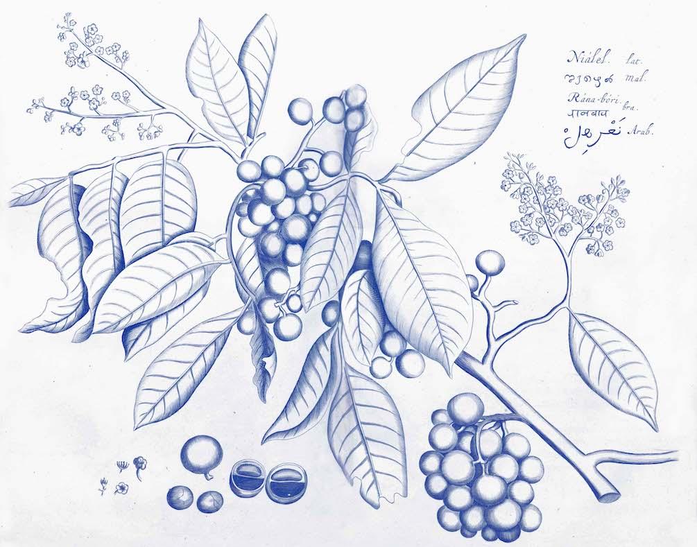 Malabar Garden Blue
