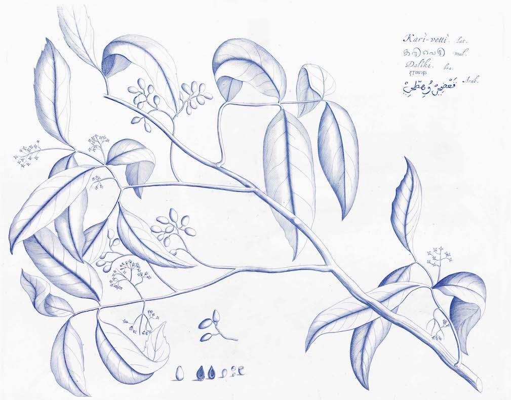 Malabar Garden Blue