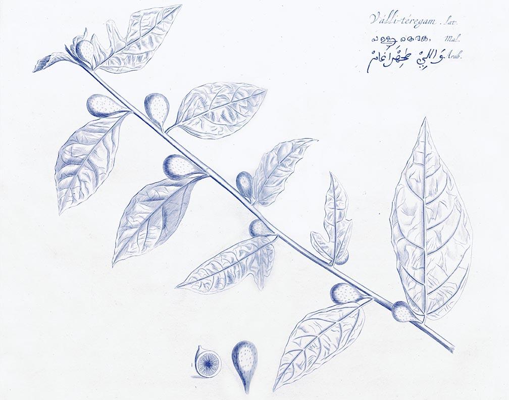 Malabar Garden Blue