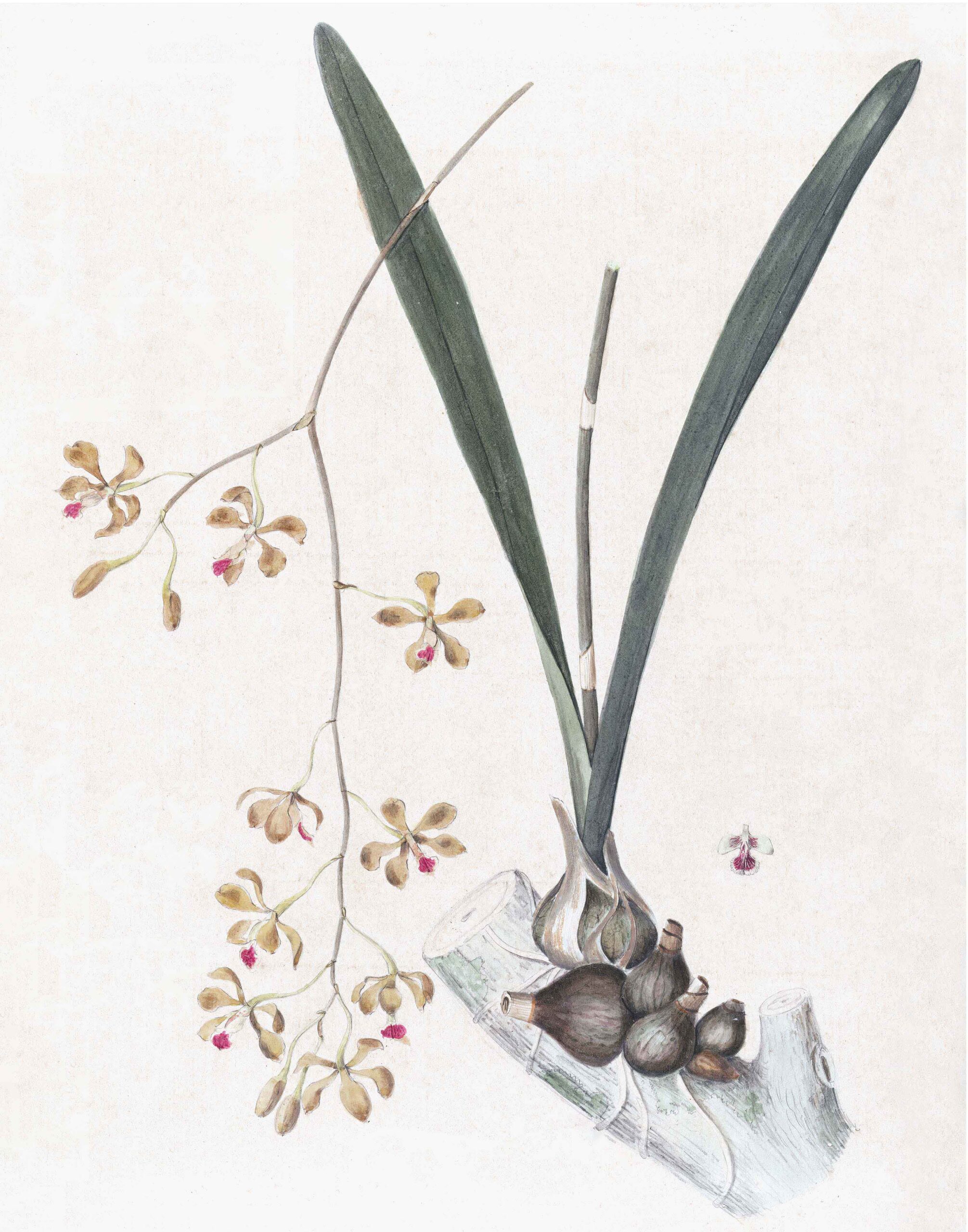 Brazilian Orchids