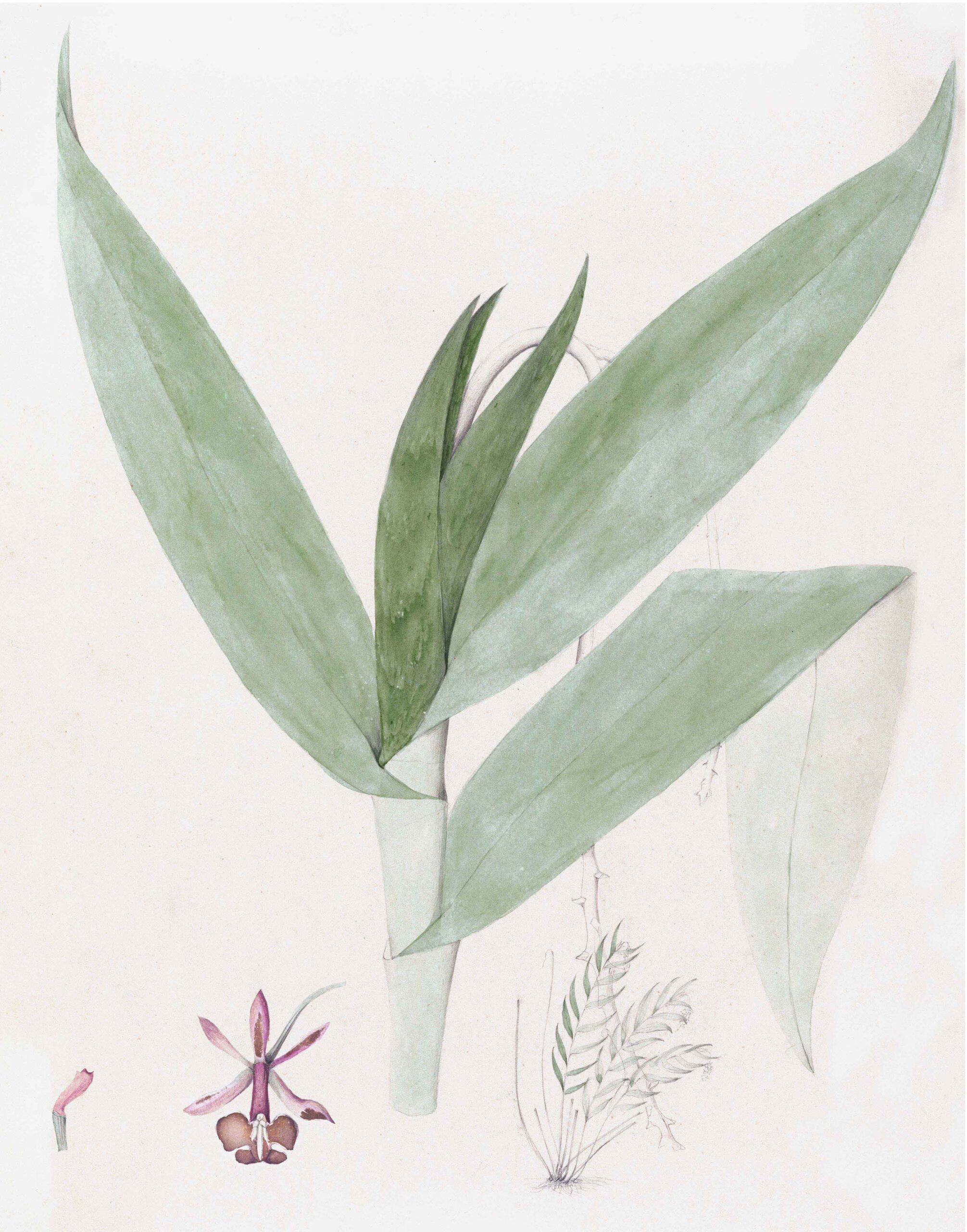 Brazilian Orchids