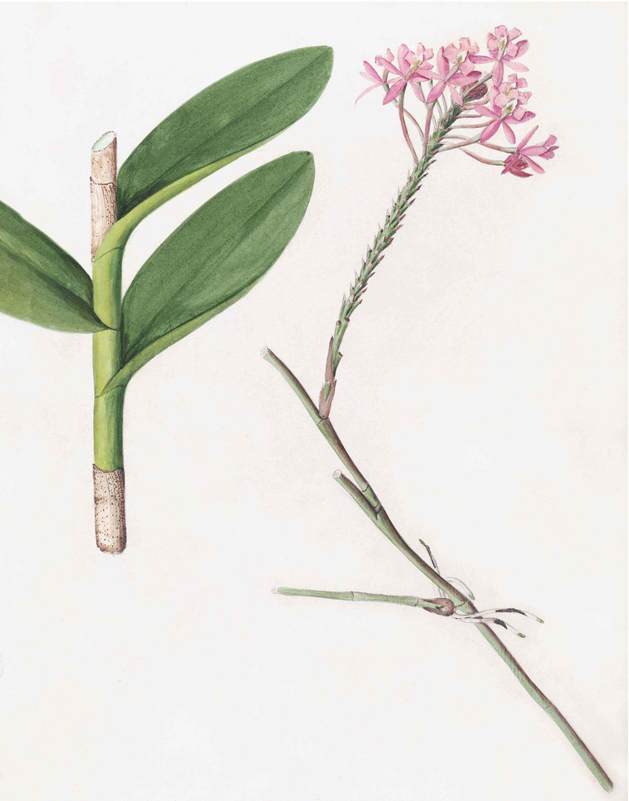 Brazilian Orchids