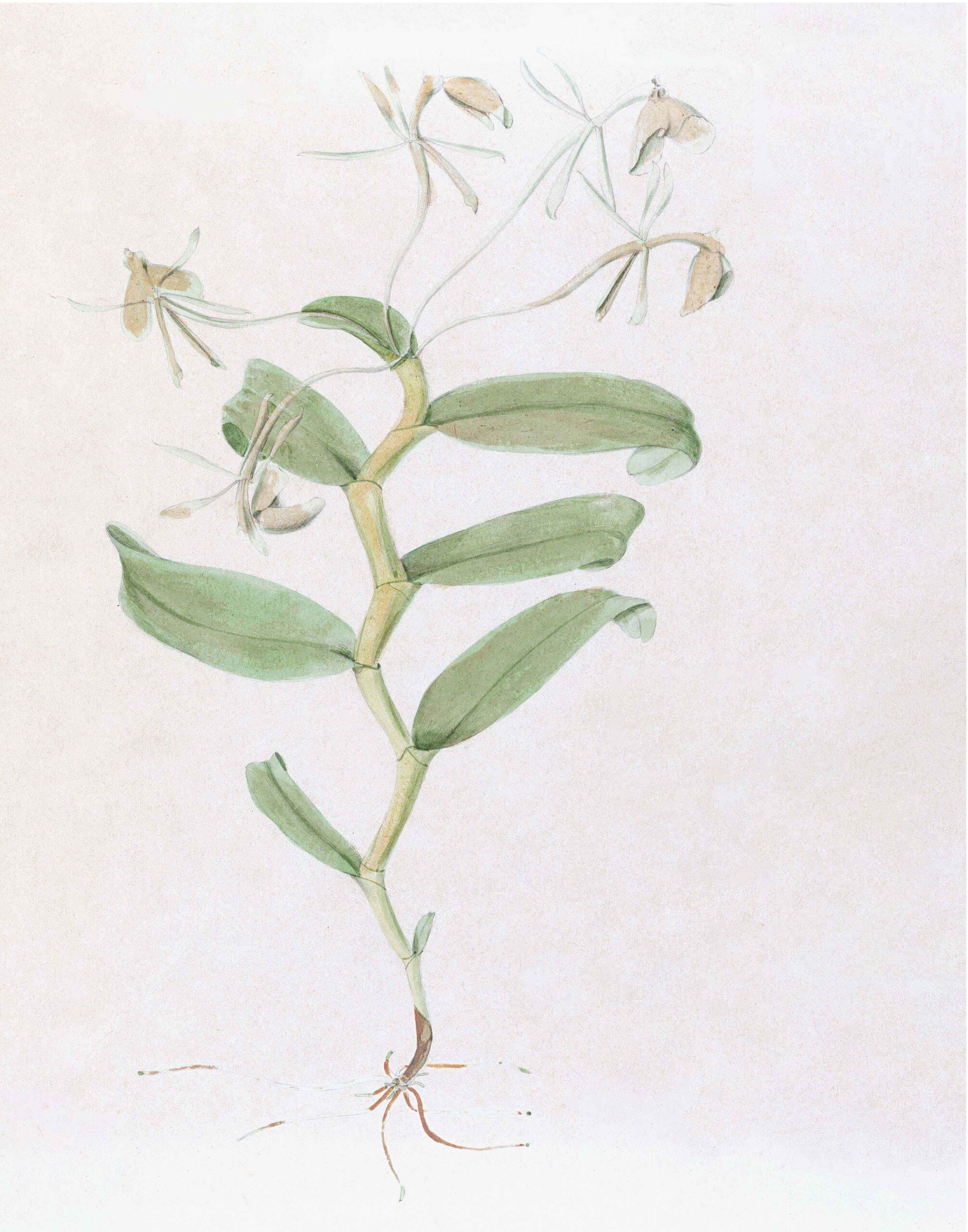 Brazilian Orchids