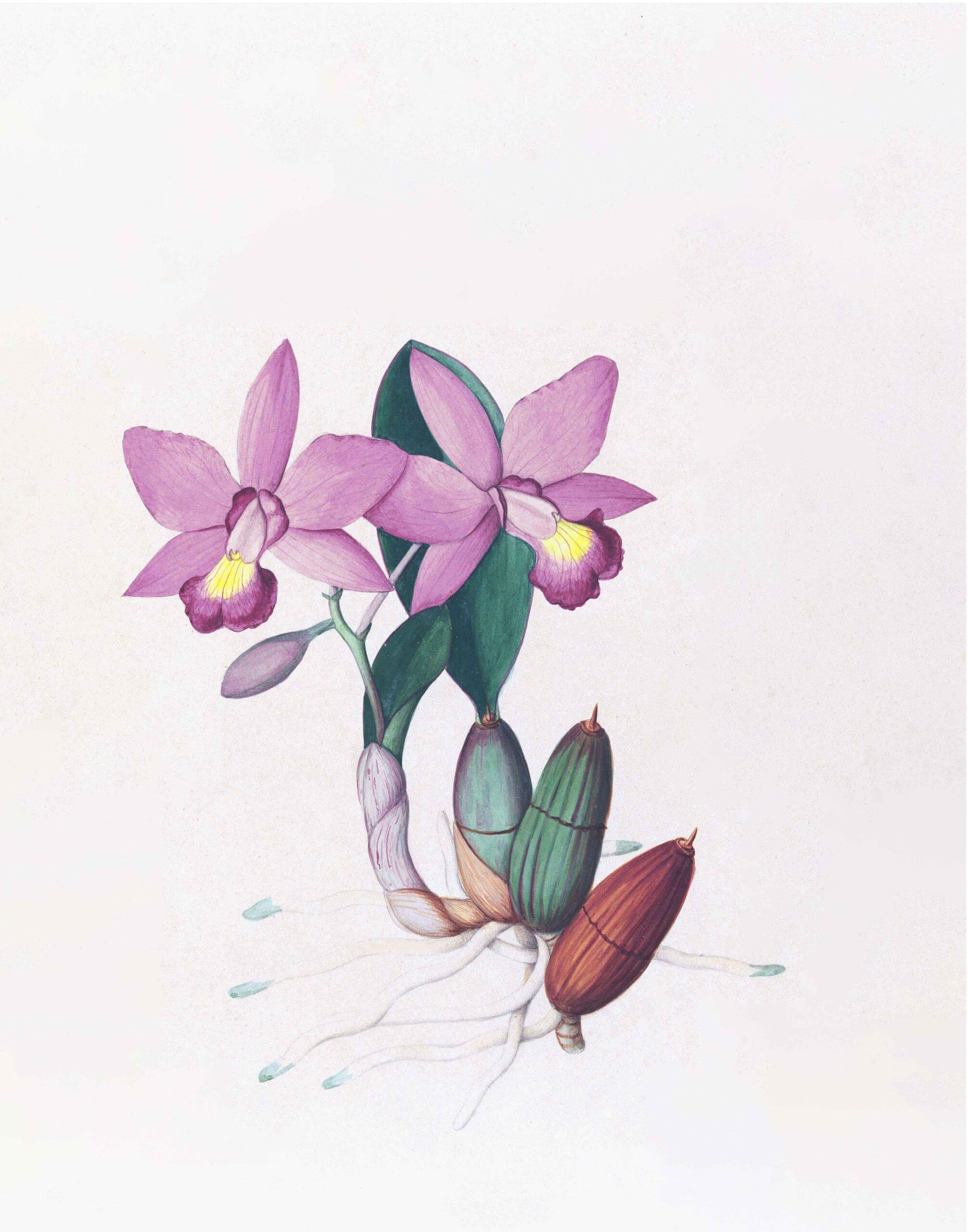 Brazilian Orchids