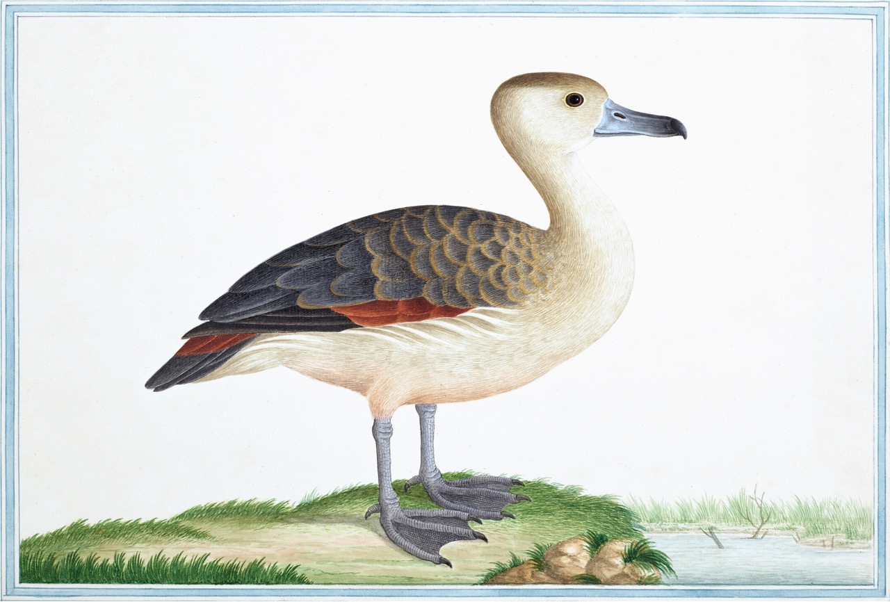 Ceylon Fauna