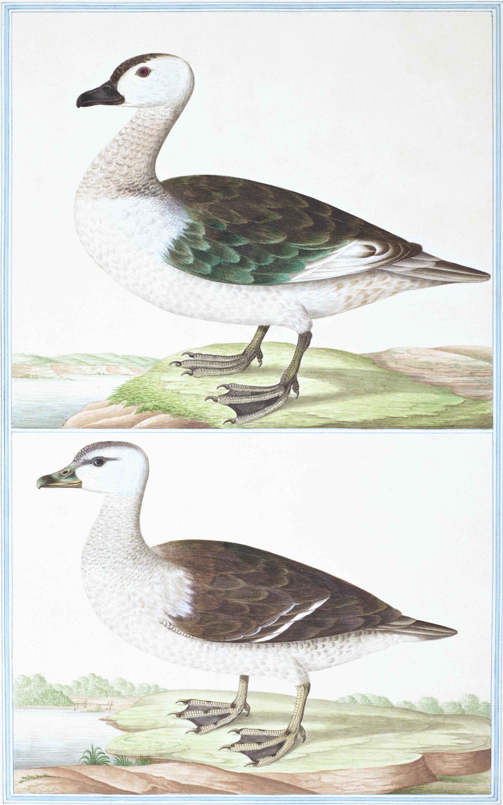 Ceylon Fauna