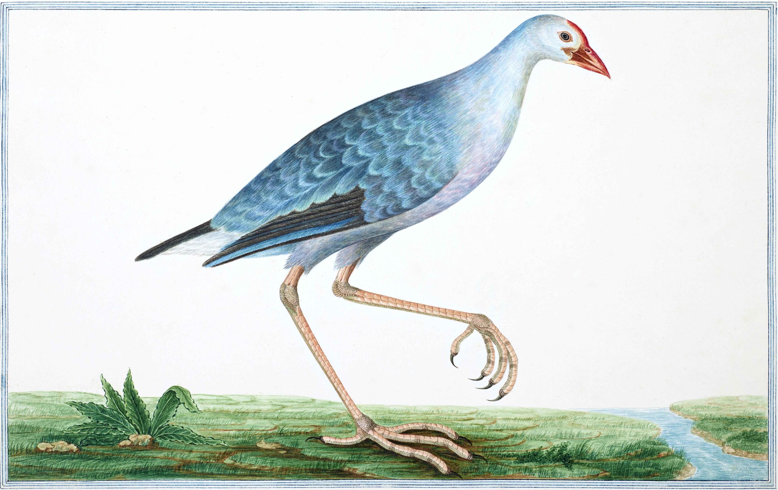 Ceylon Fauna