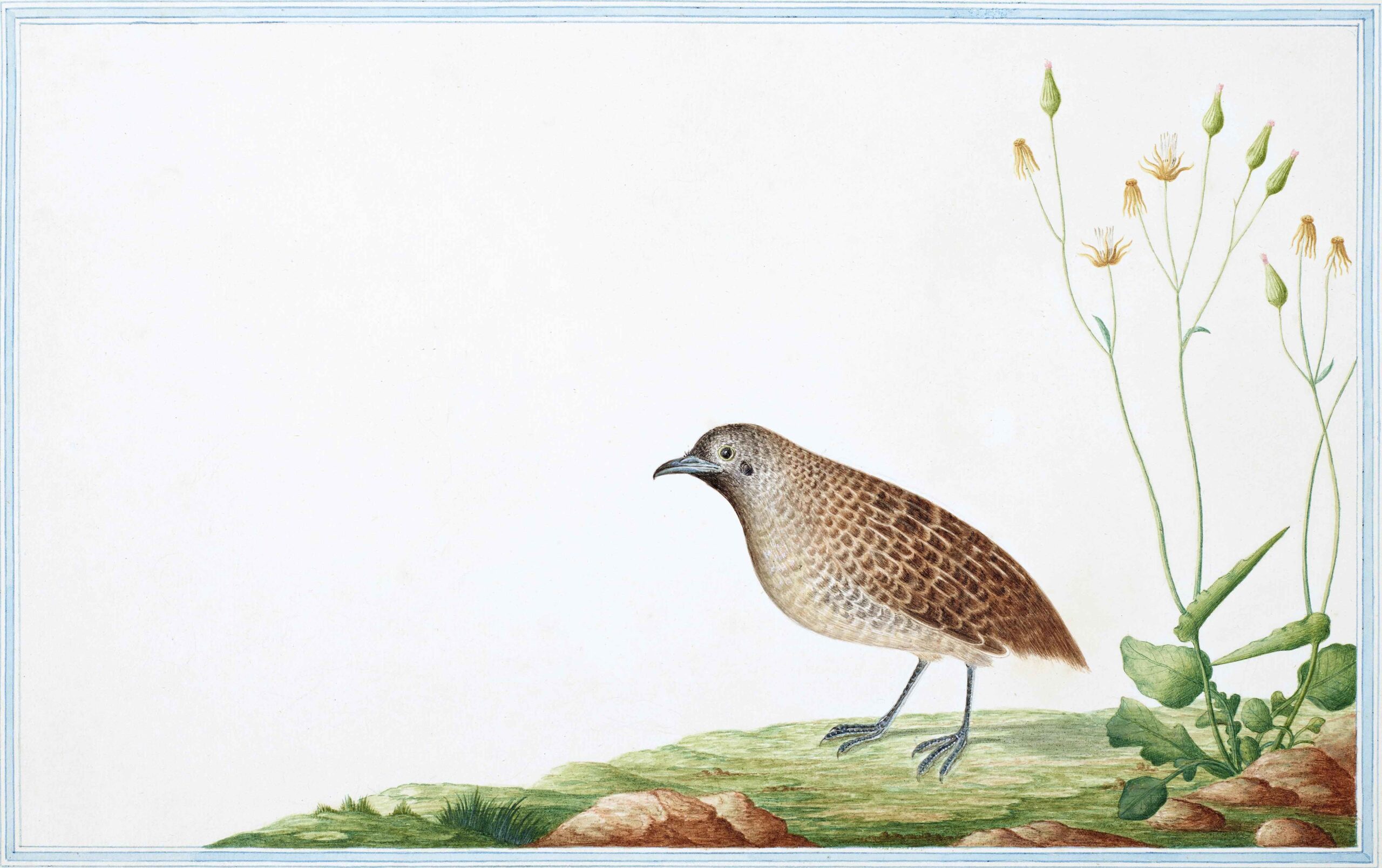Ceylon Fauna