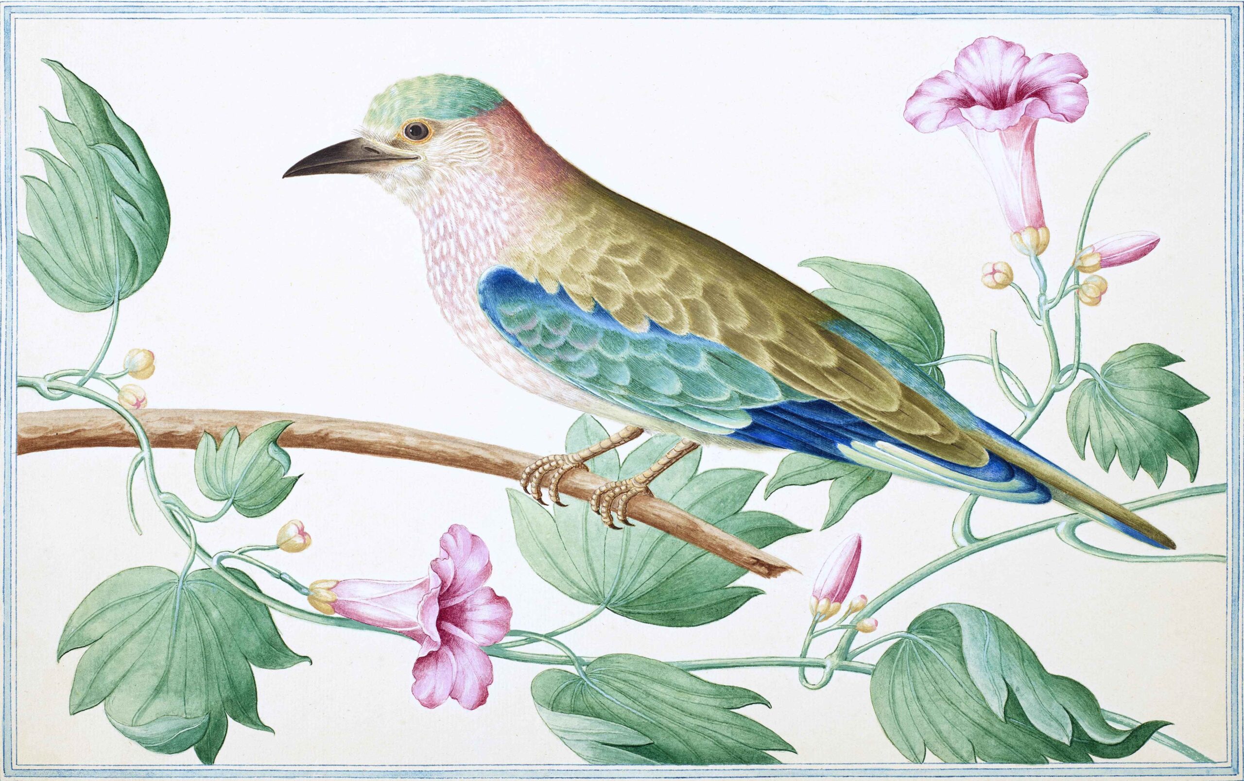 Ceylon Fauna