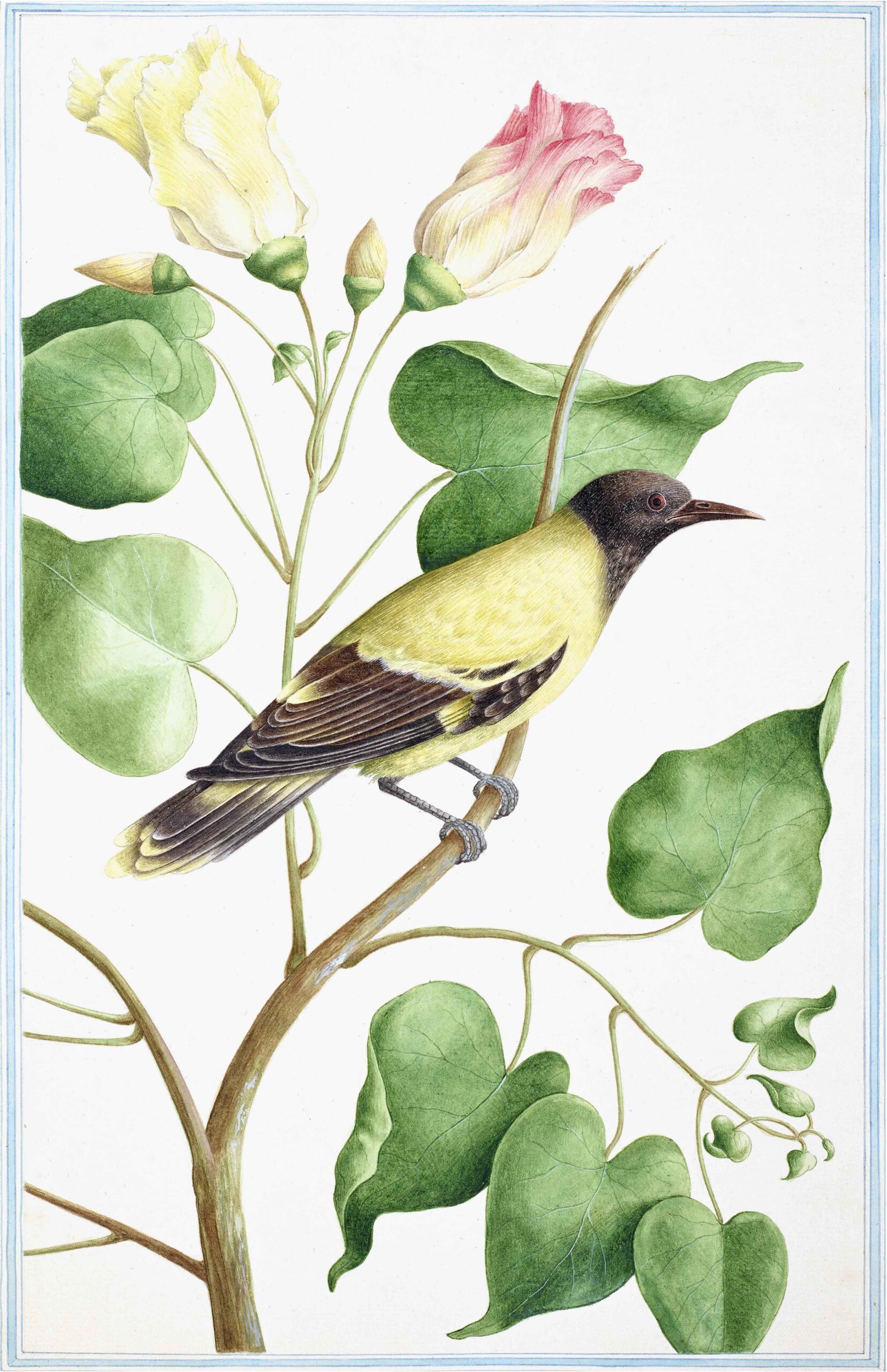 Ceylon Fauna