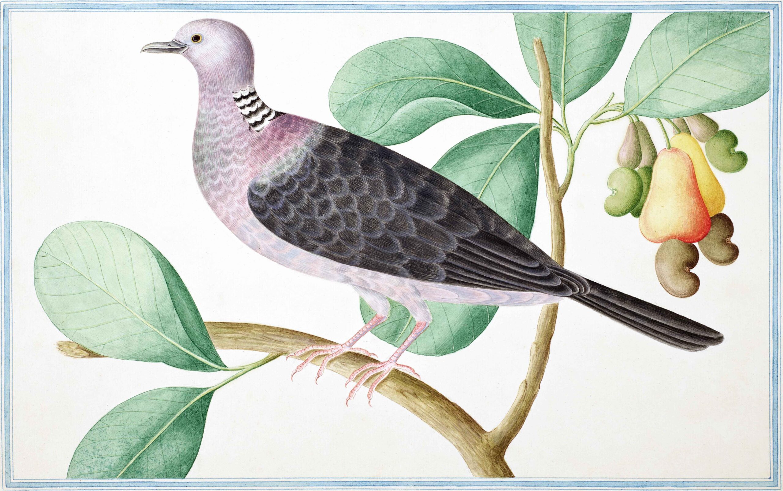 Ceylon Fauna