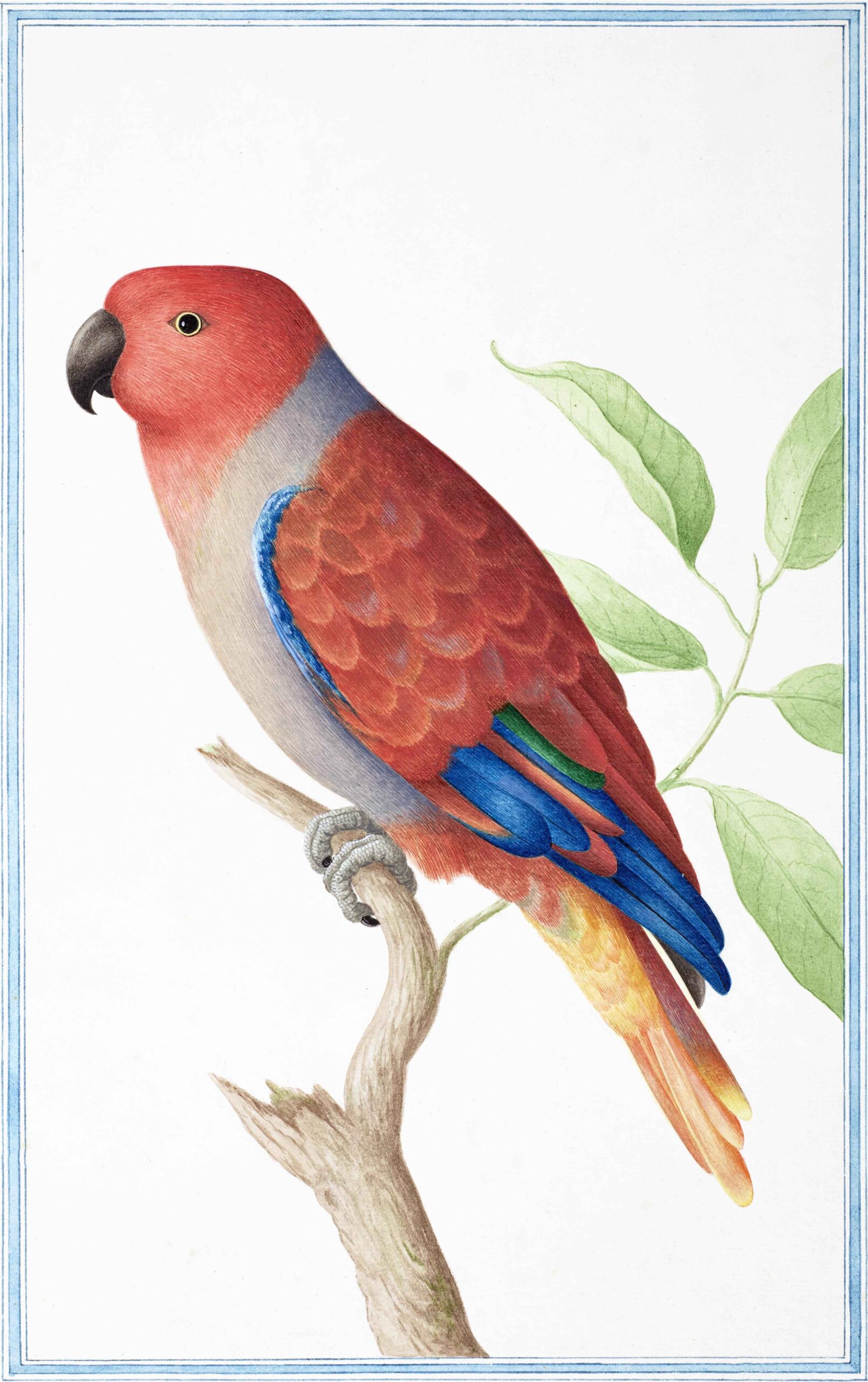 Ceylon Fauna
