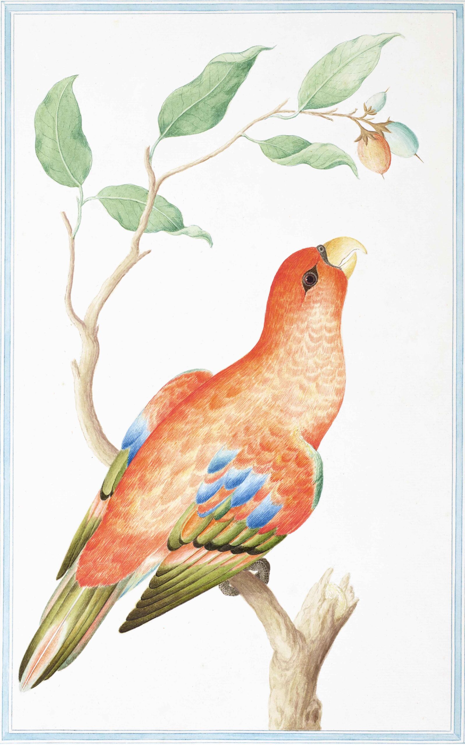 Ceylon Fauna