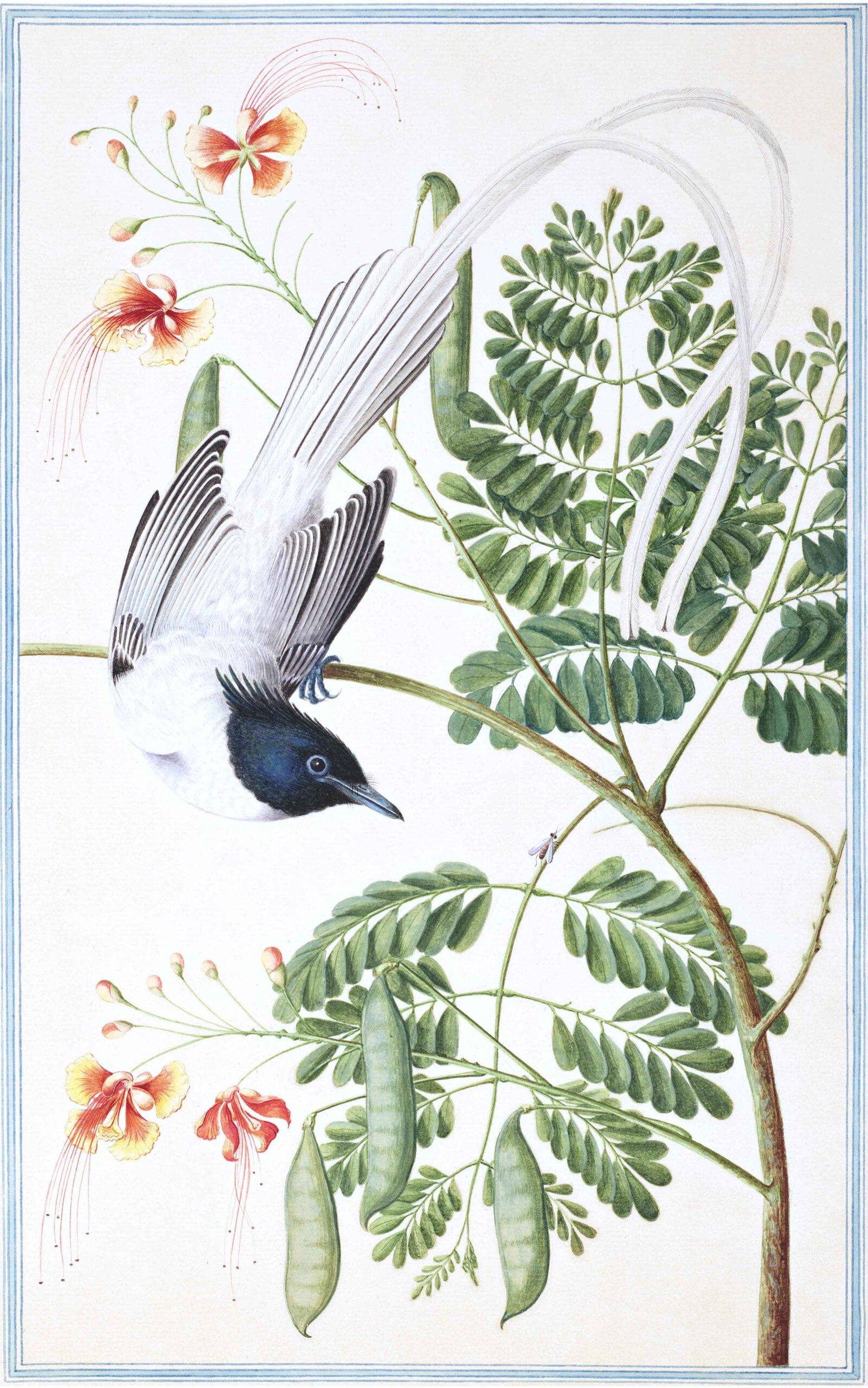 Ceylon Fauna