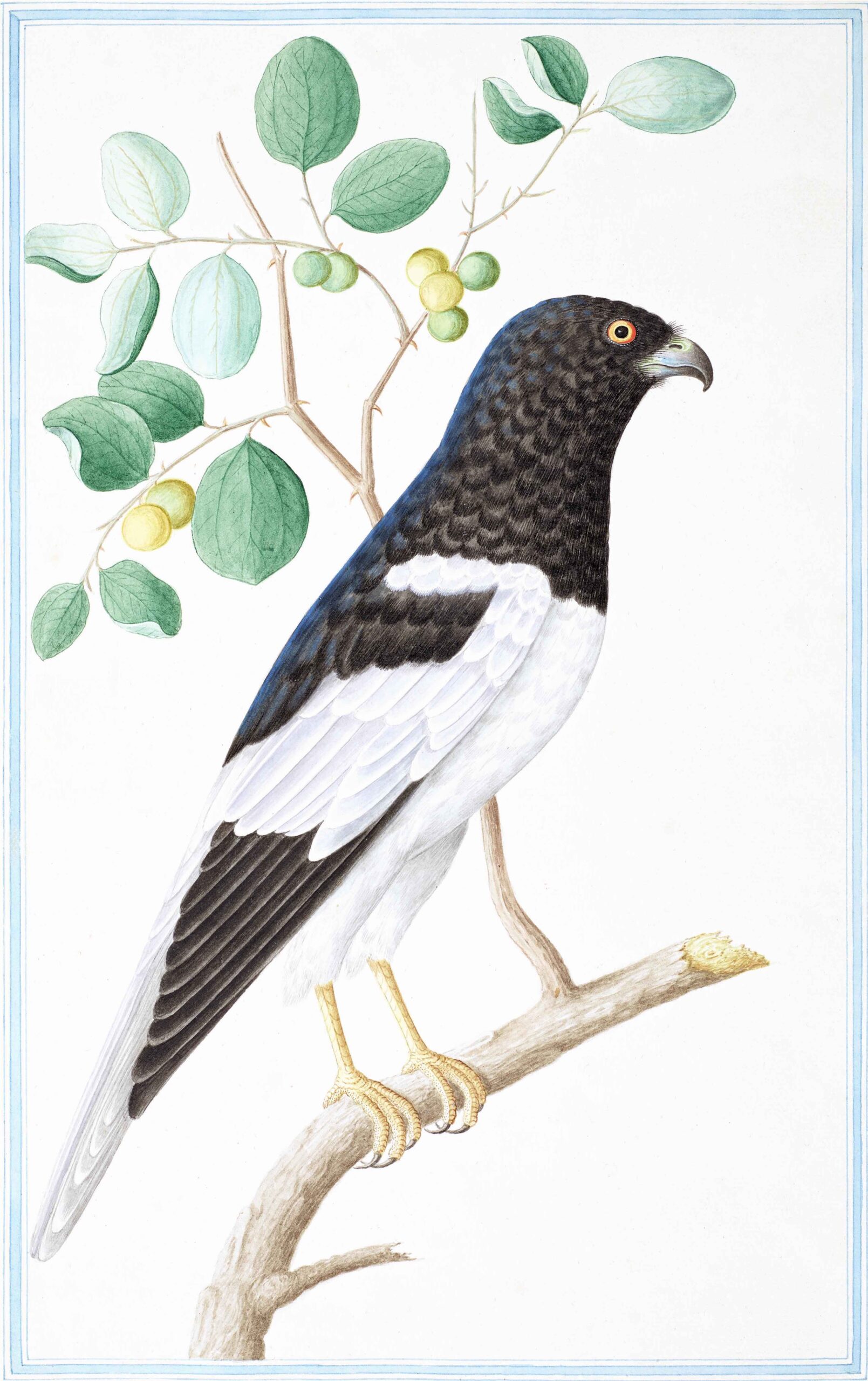 Ceylon Fauna