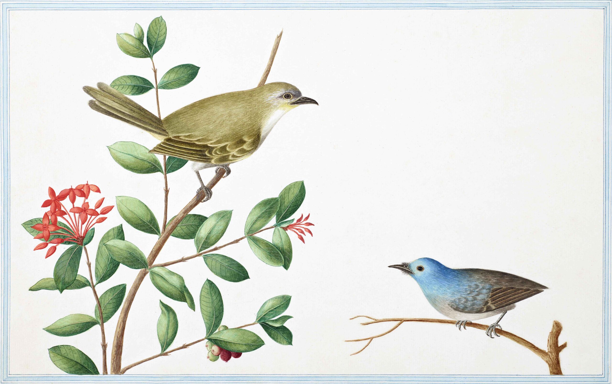 Ceylon Fauna