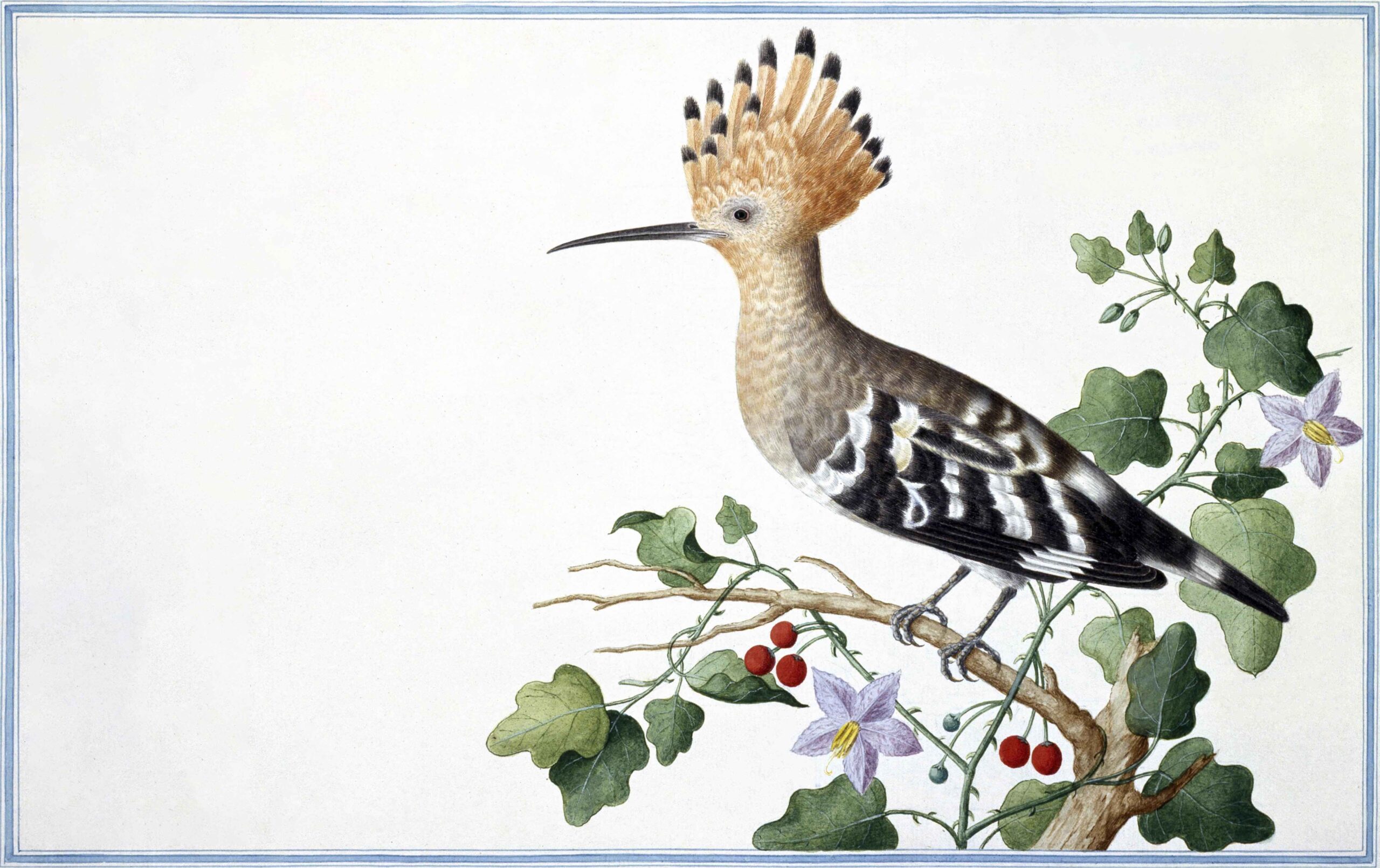 Ceylon Fauna