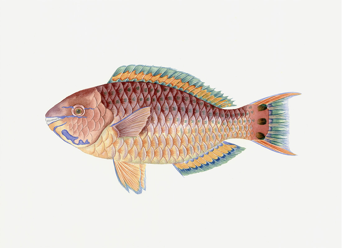 Polynesian Fish