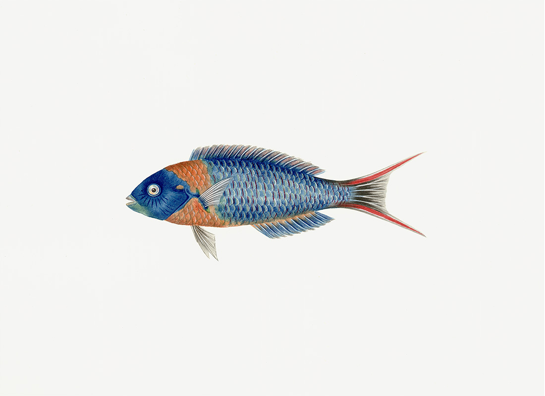 Polynesian Fish