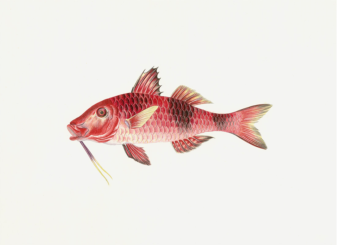 Polynesian Fish