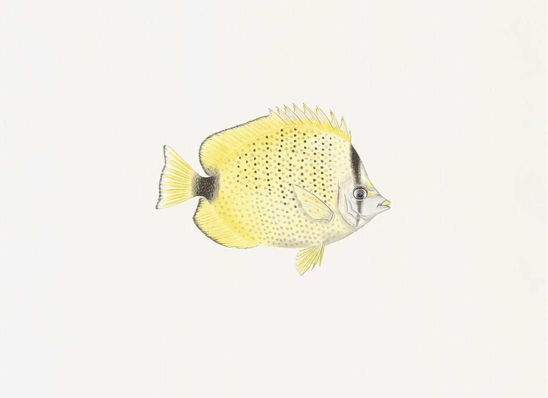 Polynesian Fish