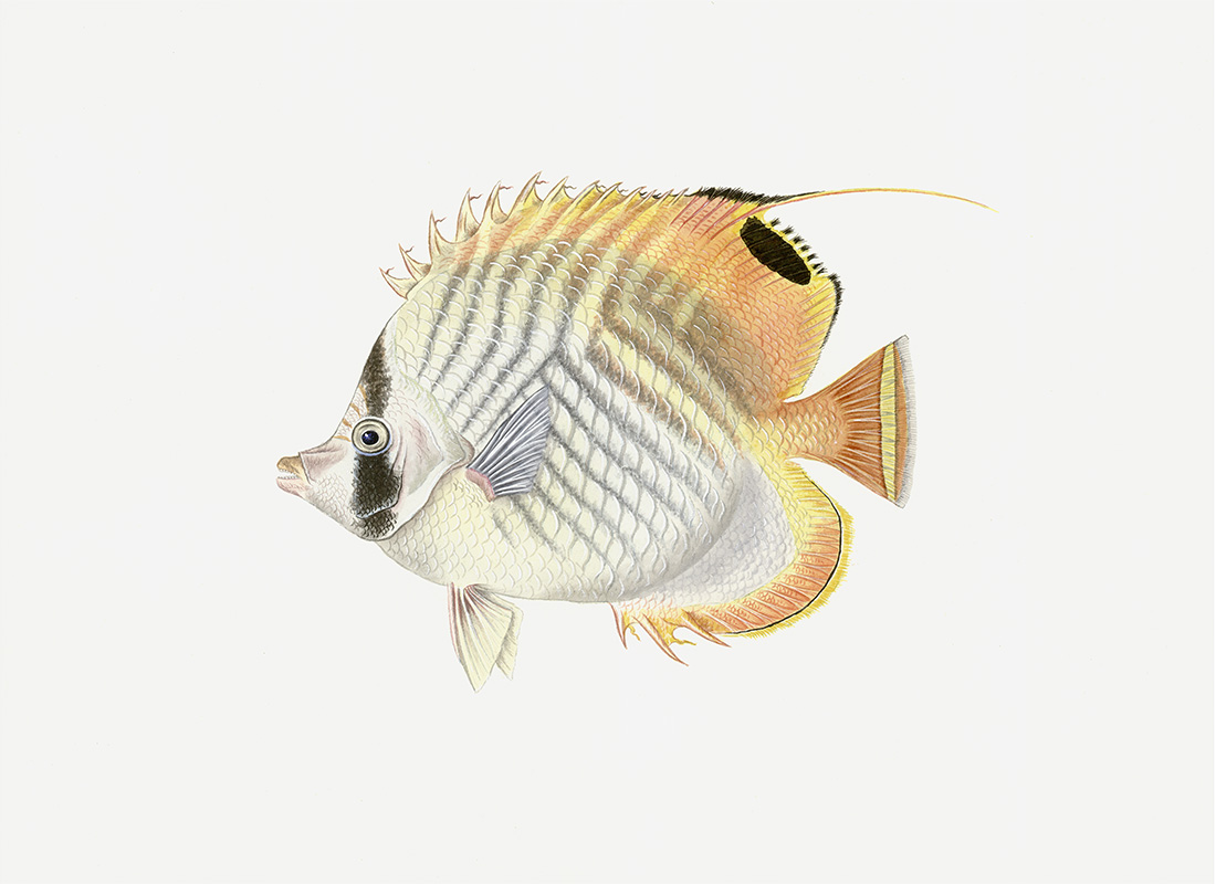 Polynesian Fish