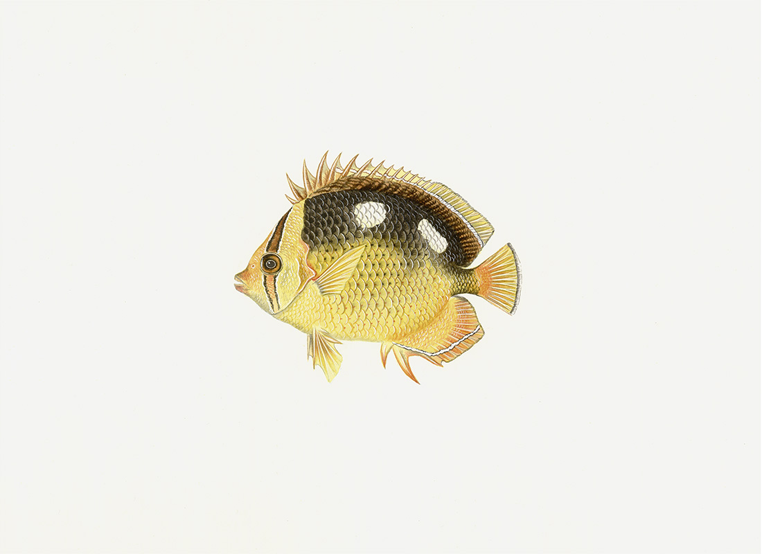 Polynesian Fish