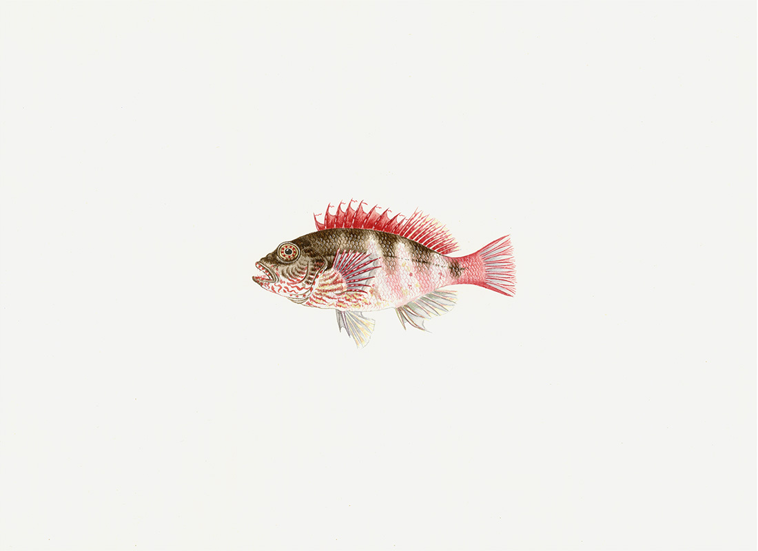 Polynesian Fish