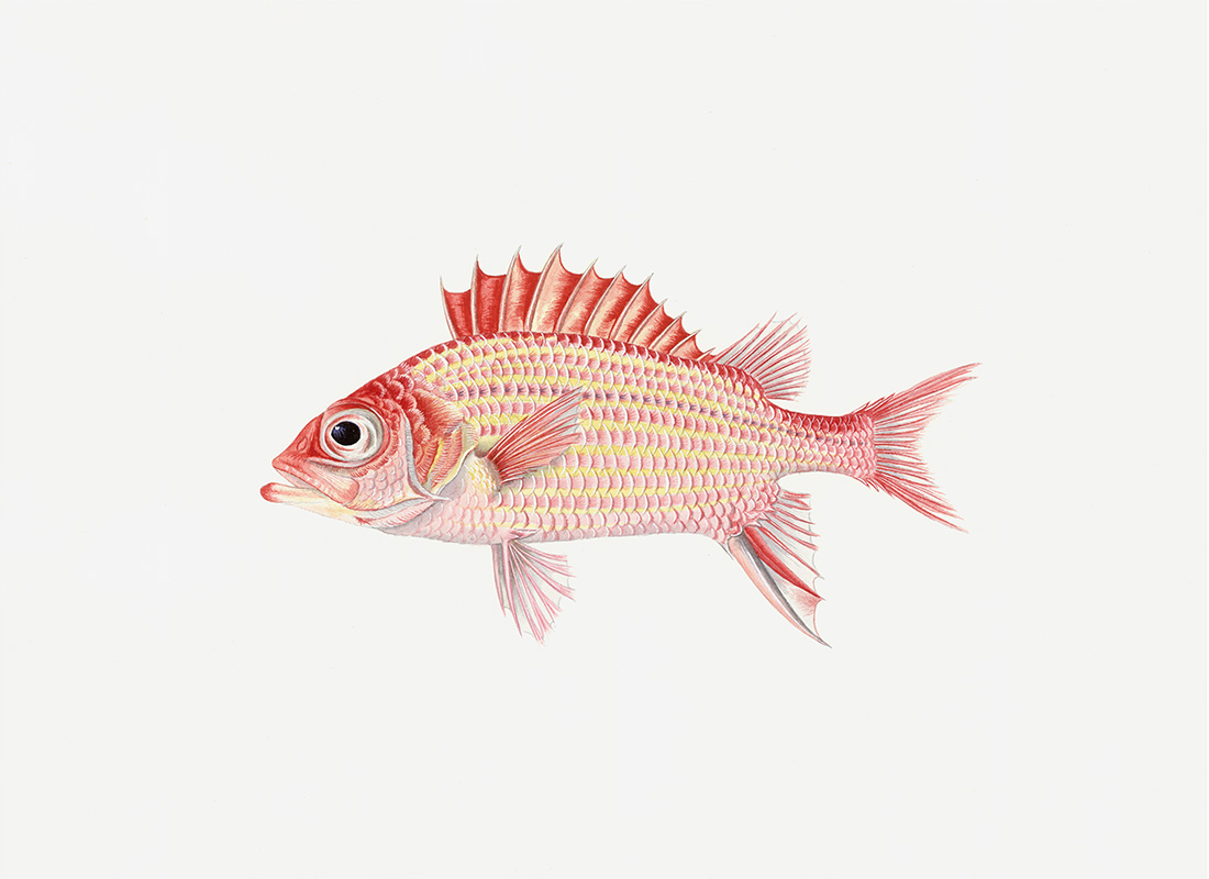 Polynesian Fish