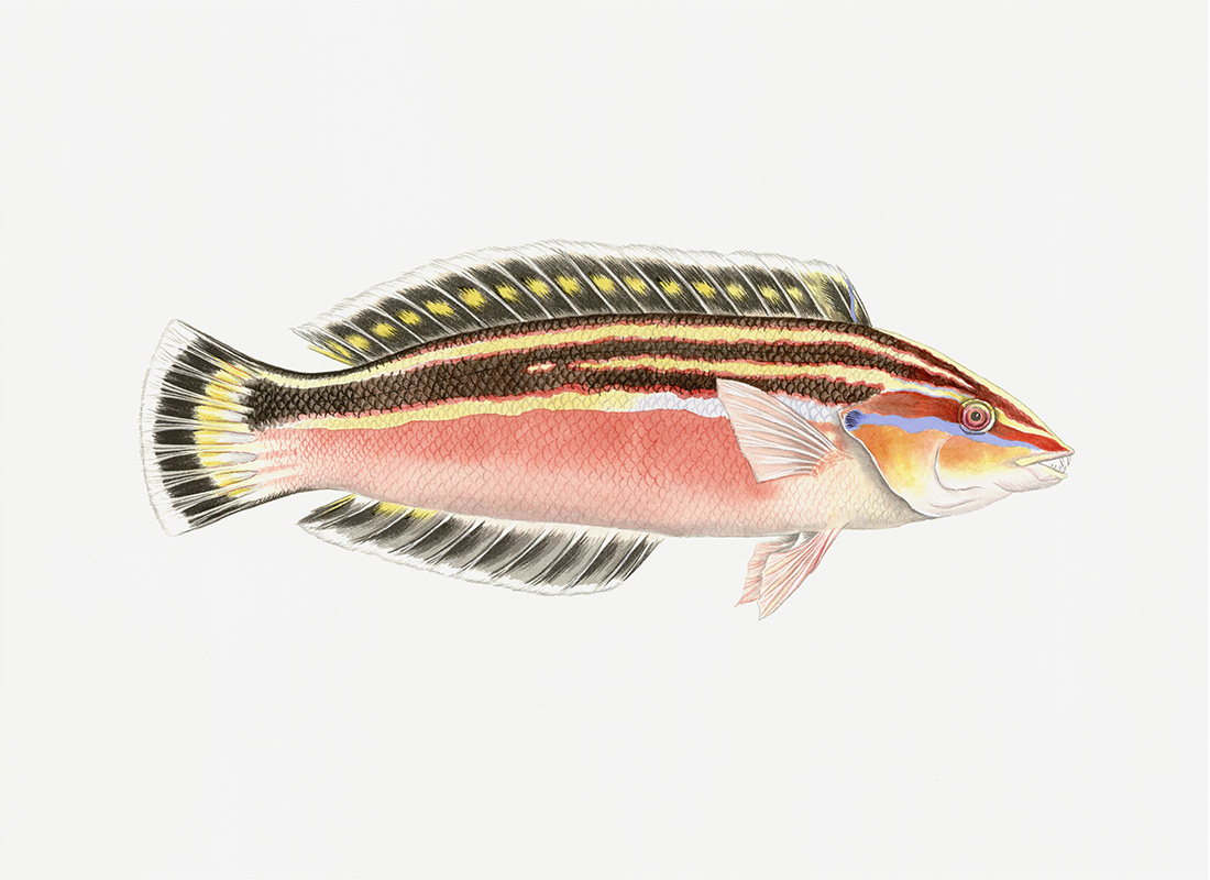 Polynesian Fish
