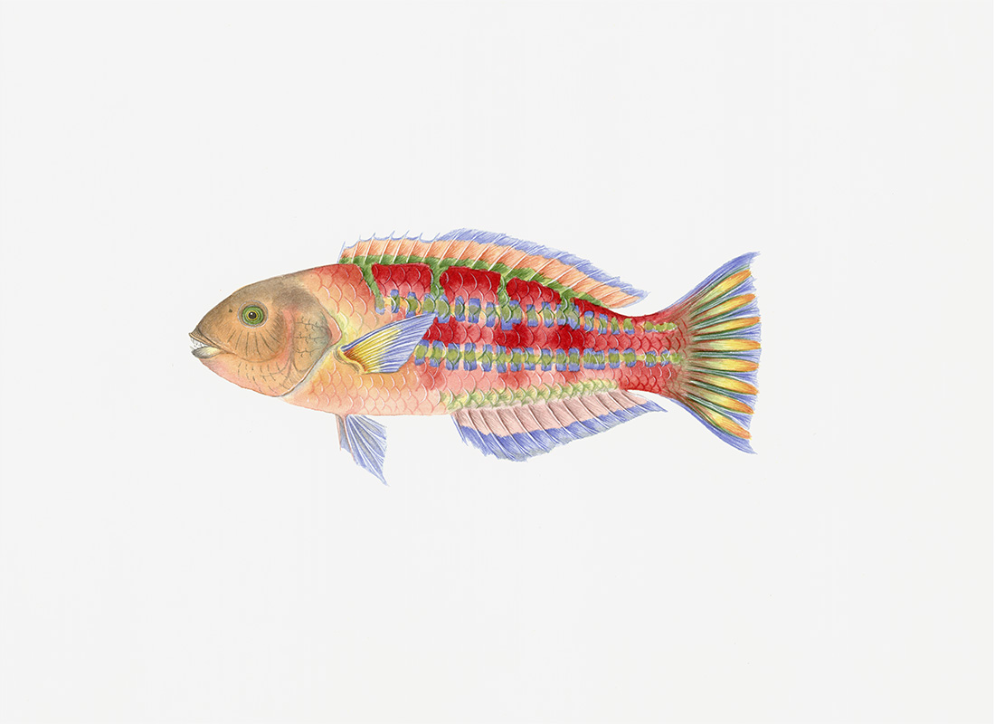 Polynesian Fish