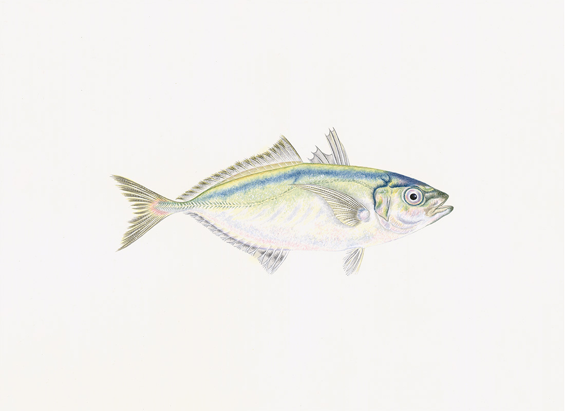 Polynesian Fish