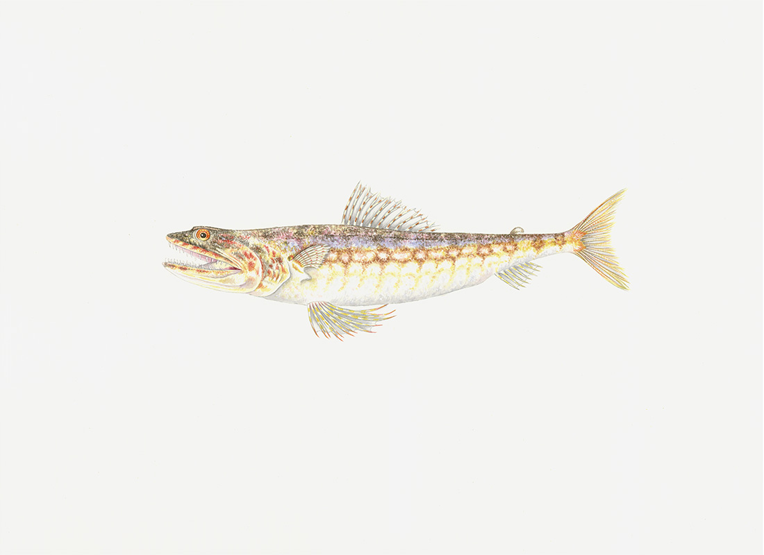 Polynesian Fish