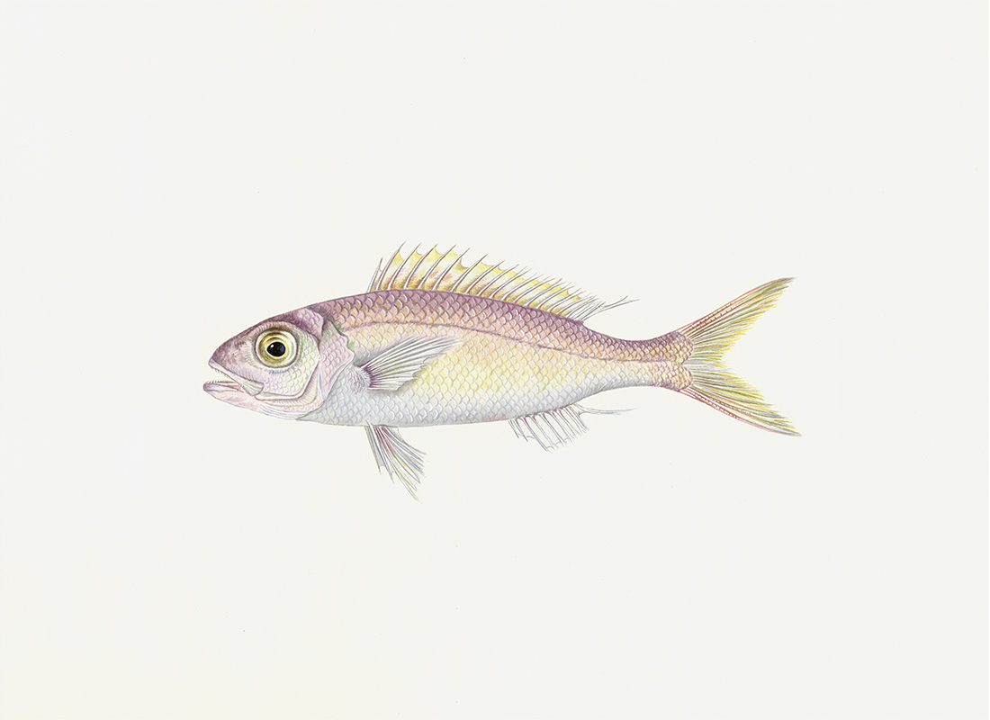 Polynesian Fish