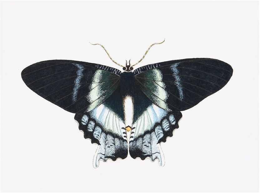 Swedish Butterflies