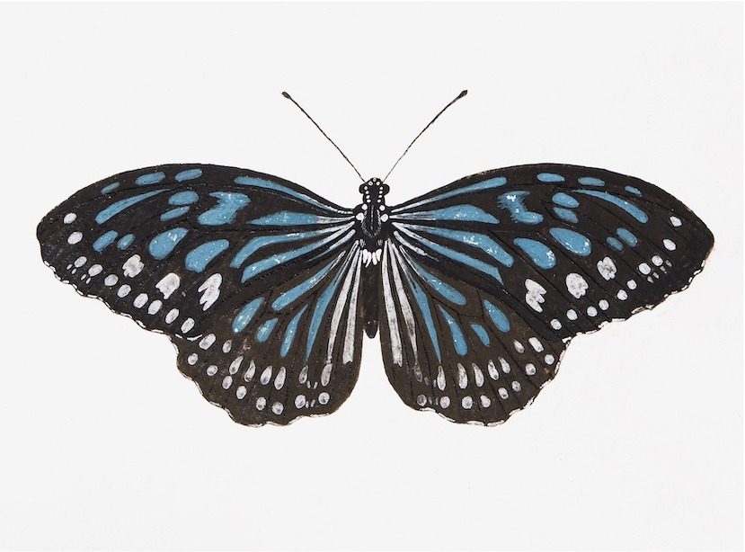 Swedish Butterflies
