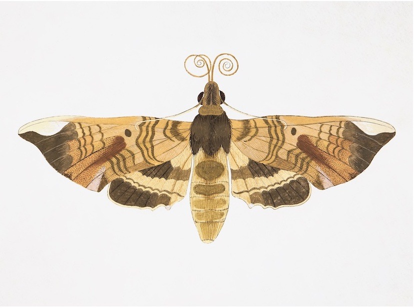 Swedish Butterflies