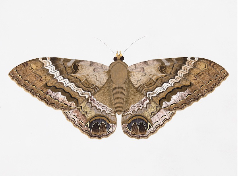 Swedish Butterflies