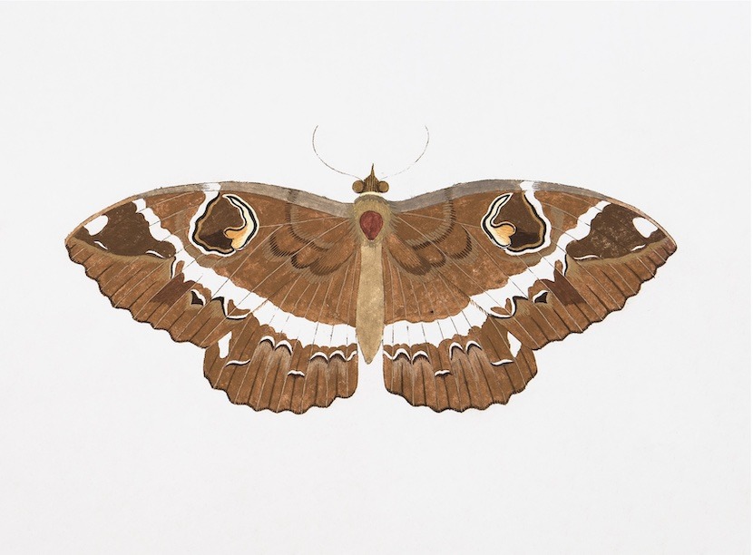Swedish Butterflies