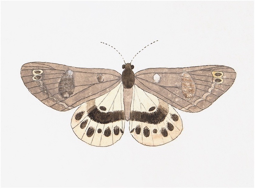 Swedish Butterflies