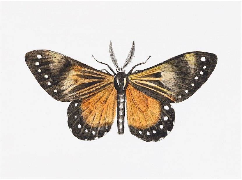 Swedish Butterflies