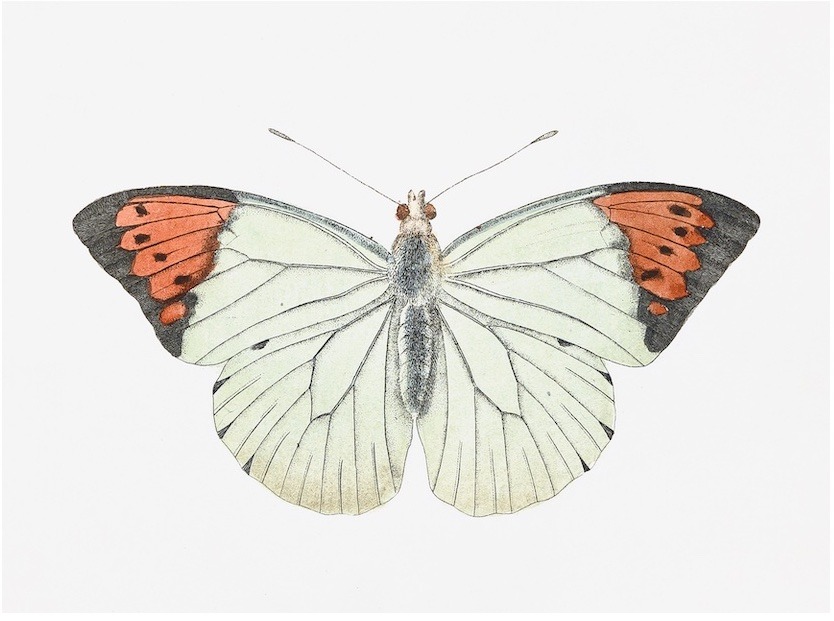 Swedish Butterflies