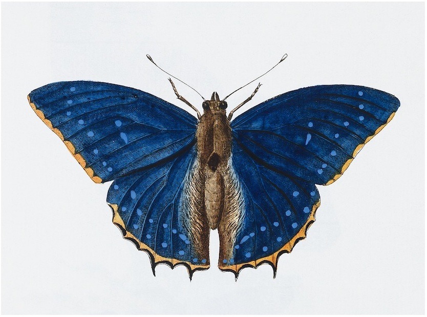 Swedish Butterflies