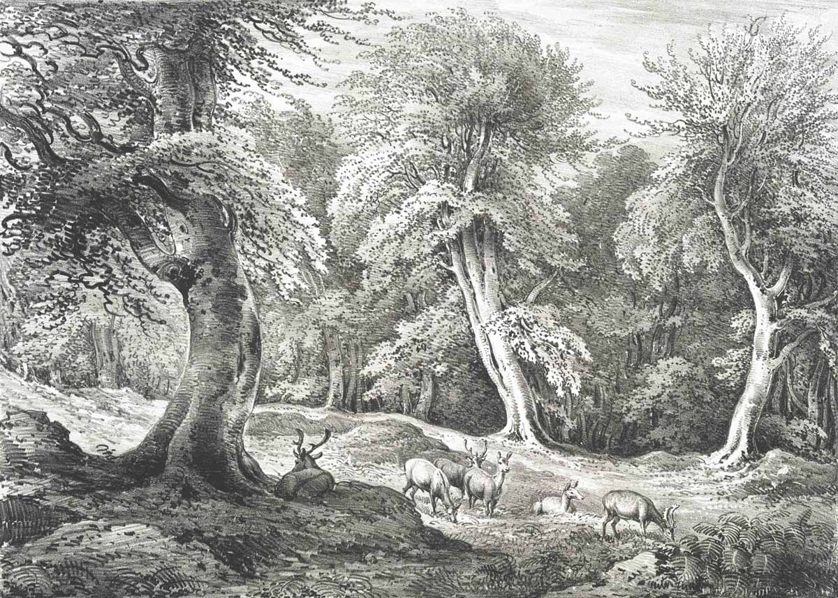 British Tree Drawings