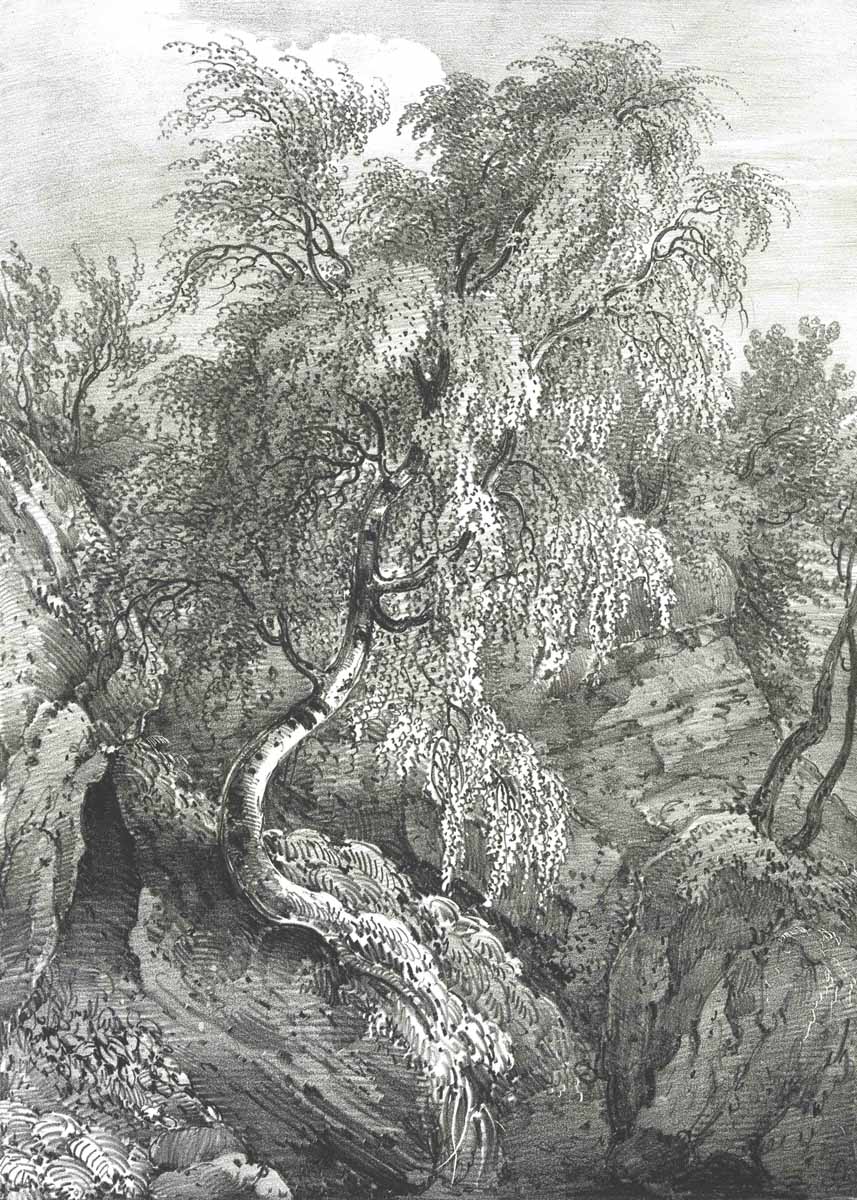 British Tree Drawings