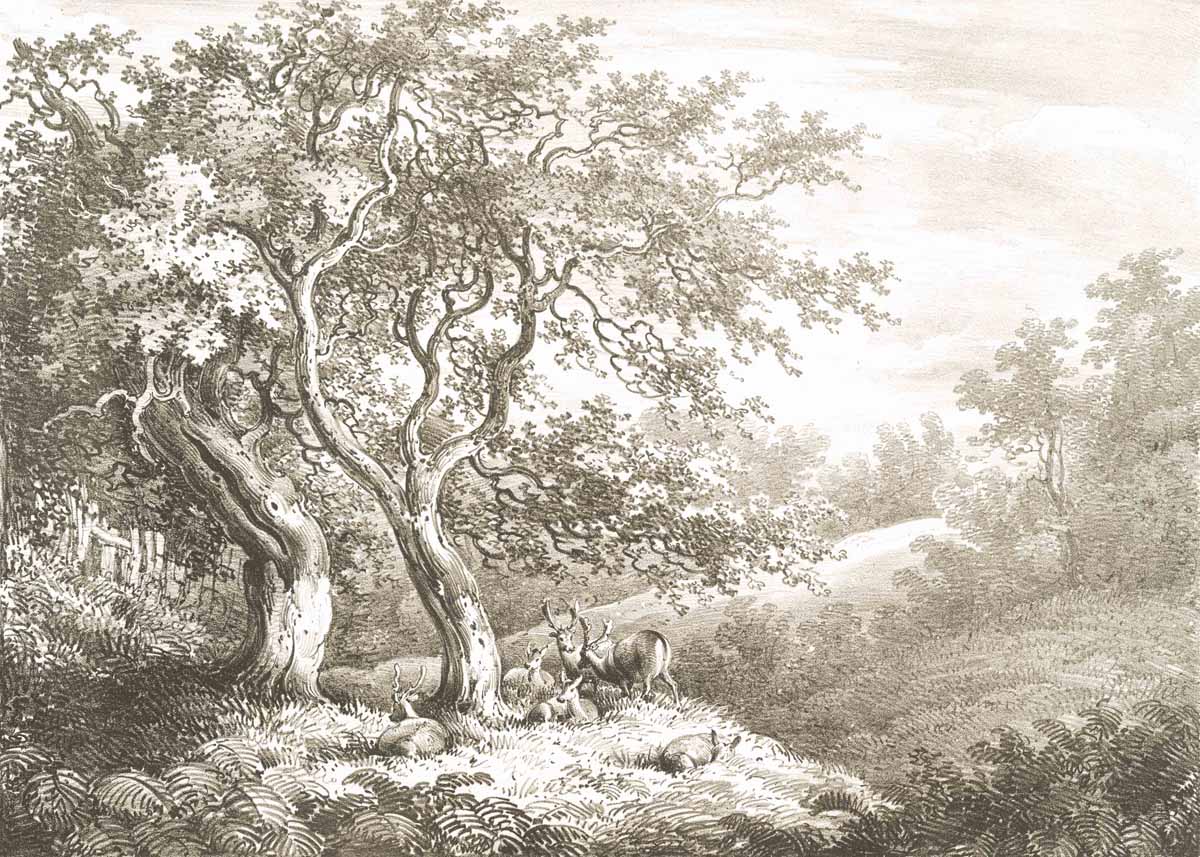 British Tree Sepia