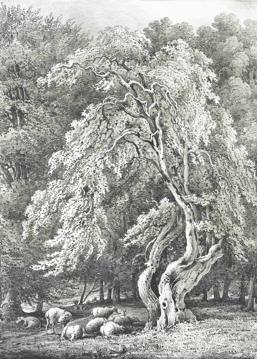 British Tree Drawings