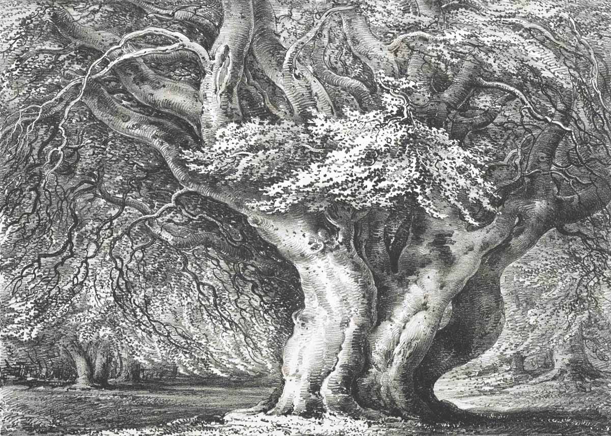 British Tree Drawings