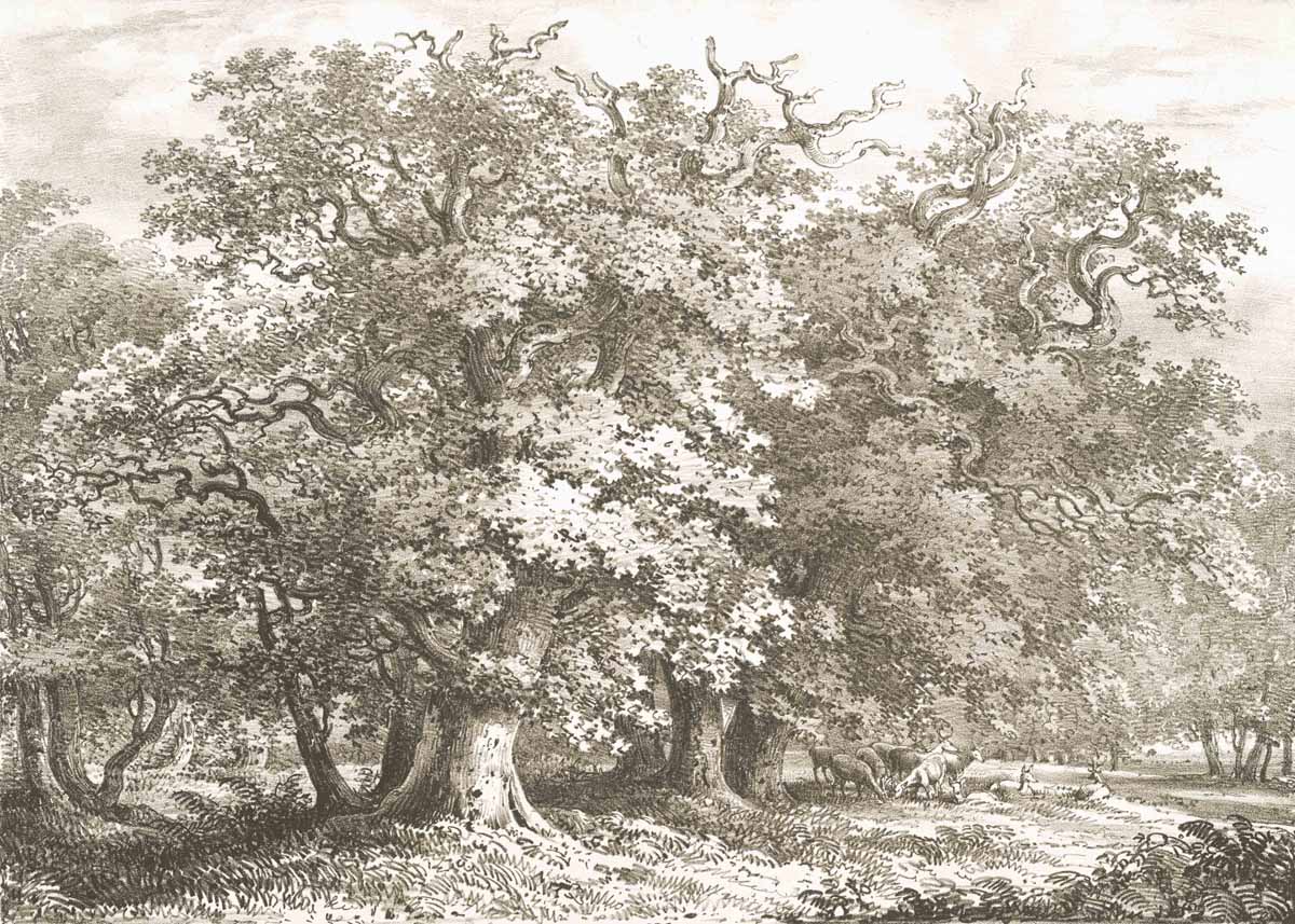 British Tree Sepia