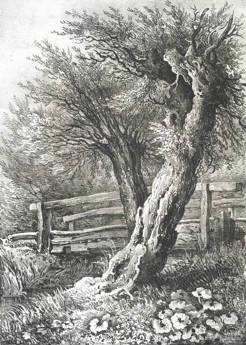 British Tree Drawings